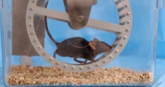 Mice fed with GW1516 and running on the treadmill up to 50 minutes every day showed a 77 percent increase in endurance