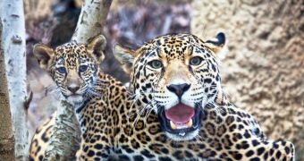 Jaguar cub now on display at the Fort Worth Zoo in Texas