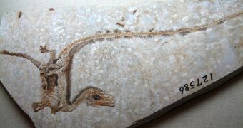 Fossil Dino Gets Its Feathers Back