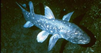 Living coelacanth