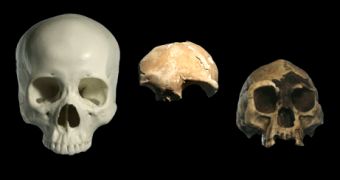 Modern human (left), Palau pygmy (center) and Flores hobbit (right) skulls