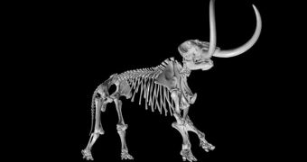 Adult mastodon skeleton modeled in 3D