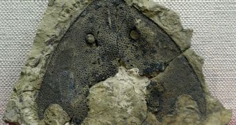 This is a fossil of the headshield of Nochelaspis, a species of Galeaspida