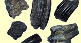 Fossile teeth records show that animals were in the past able to adapt to climate change relatively fast