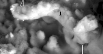FESEM backscattered electron image of a meteorite filament with sulfur-rich globules and rounded terminus that is similar in size, morphology and internal composition to terrestrial bacteria