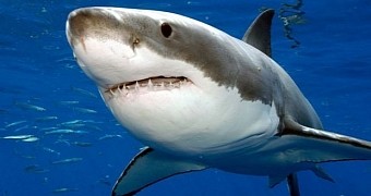 These days, great whites are the biggest predatory sharks in the world