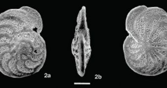 Fossilized Tiny Animals Provide Clues to Past Climate Change