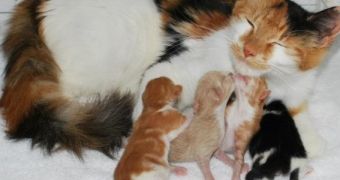 The spice kittens were born to stray mother Rosemary