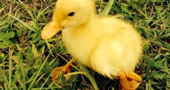 Donald is a four-legged duckling born in the US