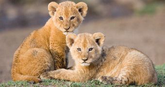 Lion family killed by staff at zoo in Denmark