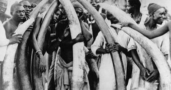 Men holding large ivory tusks; in Cameroon illegal ivory trade is a common phenomenon
