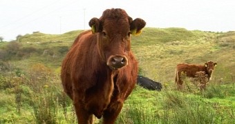 Four Seemingly Healthy Calves Born to Lucky Mother Cow in Texas, US