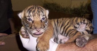 Baby tiger born at Fresno Chaffee Zoo on January 5