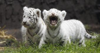 White tiger cubs (not pictured) make their debut at zoo in Argentina