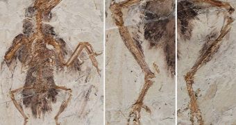 Paleontologist in China discovers fossilized remains of four-winged birds