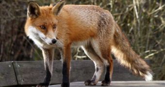 Fox Attacks 17-Year-Old Jogger, Bites Her Leg