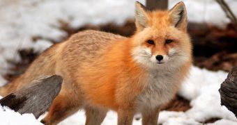 Fox Attacks Sleeping Baby in His Own Home, Severs One of His Fingers