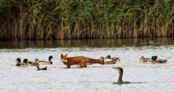 Hungry fox is chased away by a flock of brave geese
