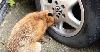 Fox Gets Its Head Stuck Inside a Car Wheel