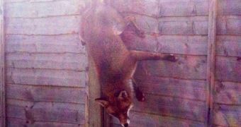 Fox risks losing its tail after getting caught in a fence (click to see full image)