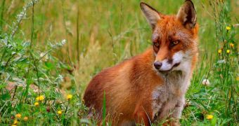 Fox steals a woman's handbag, grows a conscience and brings it back to her a few minutes later
