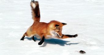 Fox steals iPhone, texts the owner (click to see picture)