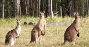 Kangaroos escape from German zoo with the help of a fox and a wild boar