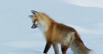 Fox listening to a mouse under the snow