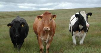 Report links fracking to livestock's falling ill