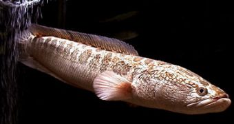 NY's Central Park might be home to several northern snakehead fish
