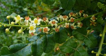 Flowers and branches of the Boswellia sacra tree, one of the species tapped to obtain frankincense