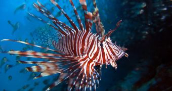 Researchers warn lionfish are thriving in the Atlantic Ocean