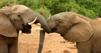 French President Francois Hollande refuses to save elephants suffering with tuberculosis