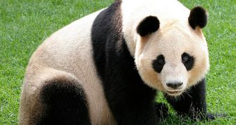 French zoo will soon be powered by panda poop