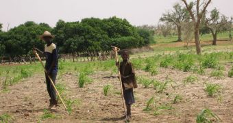Young boys working in a newly cropped field in Africa