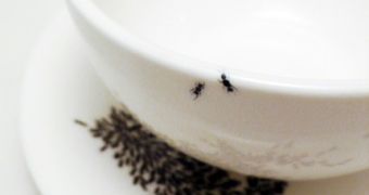 Re Jin Lee's ant-covered cup and saucer