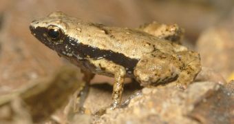 Researchers find that a species of frogs uses its mouth to hear