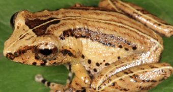 Frog species believed extinct rediscovered in Sri Lanka