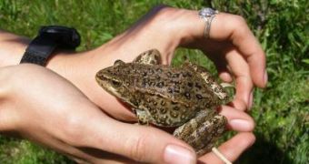 The protected frog species in Yellowstone Park are endangered by global warming
