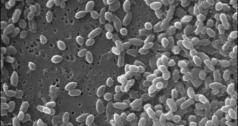 Fossil bacteria from Greenland ice probes