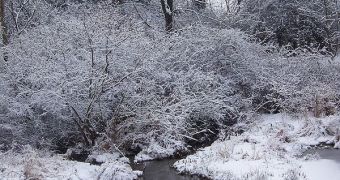 Frozen Ponds Do Not Affect Ecosystems Within