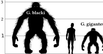 Gigantopithecus reached a height of 3 meters (10 feet)