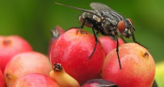 Everyone knows that obesity strikes the heart sooner or later, but a new study on fruit flies detailed the link between obesity and heart disease.