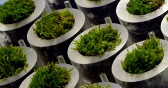 Close-up of the moss pots incorporated into a novel table developed at Cambridge University