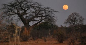Full moons make it easier for poachers to hunt down rhinos