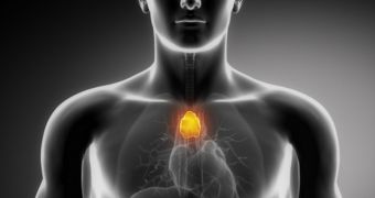 Researchers hope that they will one day treat immune system disorders with the help of artificially grown thymus organs