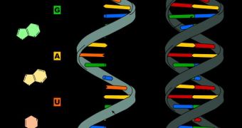 The difference between DNA and RNA