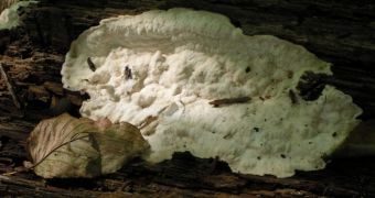 Researcher claims white rot fungus can help remove organic pollutants from soils