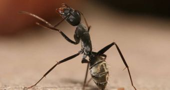 O. unilateralis found an amazing way of taking care of itself, by killing carpenter ants and growing inside their bodies