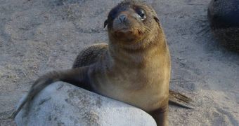 Fur seal goes for a walk in the city of Dunedin in New Zealand